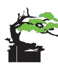 Bonsai Tree A