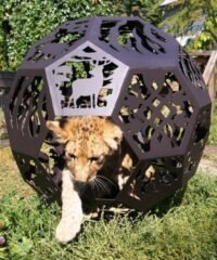 Bonfire Ball