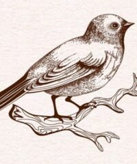 Sitting Bird
