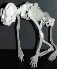 Skeleton of the primate