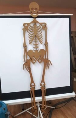 Skeleton Skeleton
