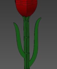 Tulip gift box