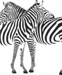 Two zebras