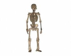 Human Skeleton Human Skeleton