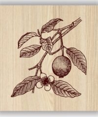 Guava