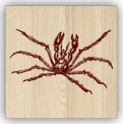 Spider Spider