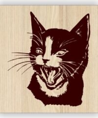 Black cat