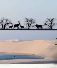 Savanna animals