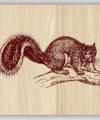 Squirrel