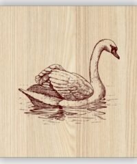 Swan
