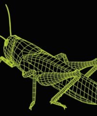 3D illusion led lamp Grasshopper