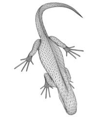 Lizard
