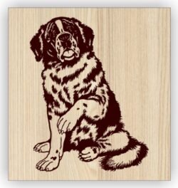 Cute dog Cute dog