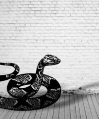 Snake
