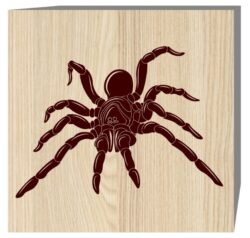 Spider Spider