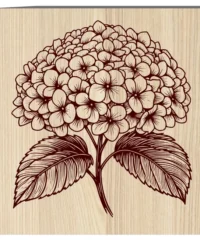 Hydrangea