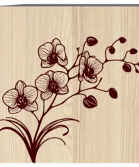 Orchid