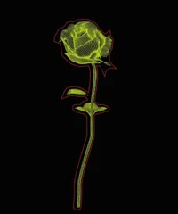 3D illusion led lamp rose