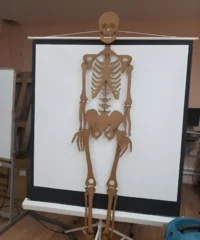Human skeleton wood model