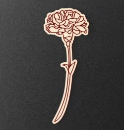 Carnation Flower