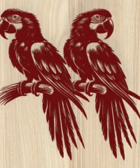 Pair Macaws