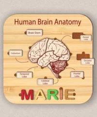 Human Brain Anatomy Puzzle